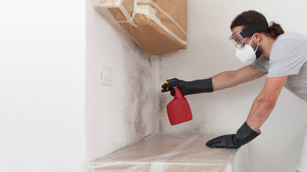 Professional Basement Mold Remediation technician working in Gaylord, MN