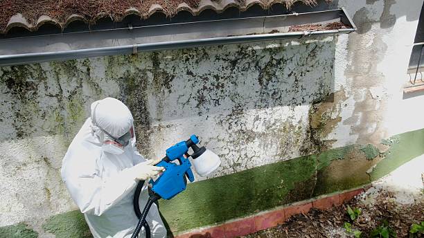 Top rated local Basement Mold Remediation specialists in Gaylord, MN